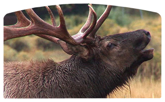 DACRO-313 Gone Hunting (Elk)